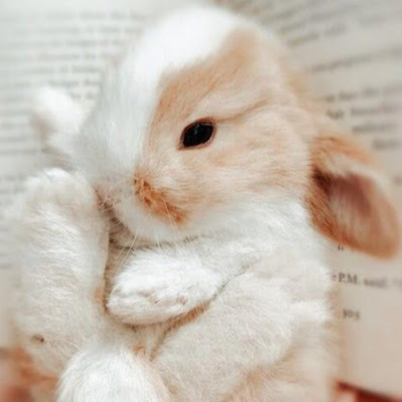 Meet your Posher, Alyssa - Picture 1 of 1